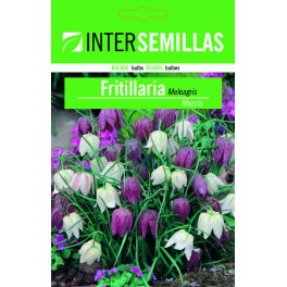 Bulbo de fritillaria meleagris a granel (unidad)