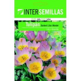 Bulbo de tulipan barkerii lila y amarillo (unidad)