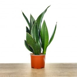 Sansevieria Black Diamond (Topf 14 cm Ø)