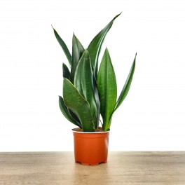 Sansevieria Diamant Noir (pot 14 cm Ø).