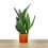 Sansevieria Black Diamond (Topf 14 cm Ø)