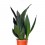 Sansevieria Black Diamond (Topf 14 cm Ø)