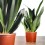 Sansevieria Black Diamond (Topf 14 cm Ø)