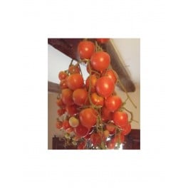 Graines de Tomate Poire Delta