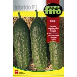 Conil F1 Pickle Seed (Hybrid)