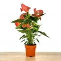 Anthurium Rouge