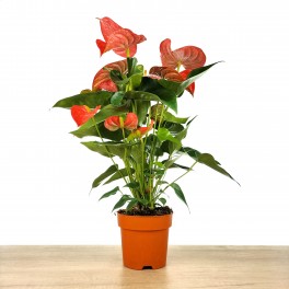 Anthurium Rouge.