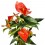 Anthurium vermell