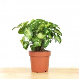 Syngonium Pixie (vaso de 12 cm Ø)