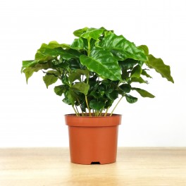 Planta del café o Coffea Arabica (maceta 12 cm Ø)