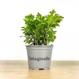 Selaginella Jori (maceta 8 cm ø)