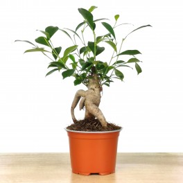 Ficus Ginseng (pot 8 cm Ø).