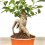 Ficus ginseng (vaso 8 cm Ø)