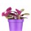 Tradescantia Nanouk