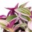 Tradescantia Nanouk