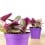 Tradescantia Nanouk