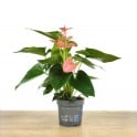 Anthurium rose clair