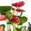 Anthurium rosat