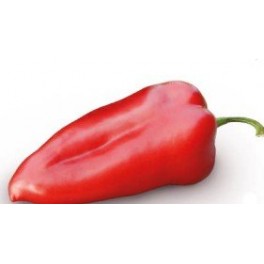 Semente de pimenta Habanero Yellow F1 (híbrida) (1.000 sementes)