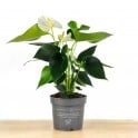 Anthurium blanc