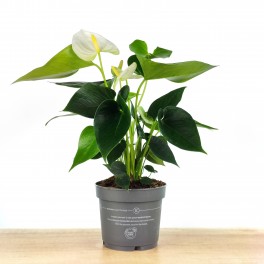 Anthurium Blanc (pot 12 cm Ø).