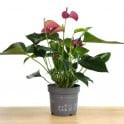 Anthurium morat