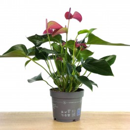 Anthurium Violet.