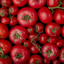 Semilla tomate Haritza (tradicional vasca)