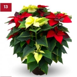 Poinsettia multicolore grand (pot 23 cm ø)