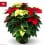 Poinsettia multicolore grand (pot 23 cm ø)