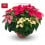 Poinsettia multicolore grand (pot 23 cm ø)