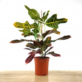 Croton Excellent (test 17 cm ø)