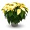 Poinsettia amarelo grande (vaso 21 cm Ø)