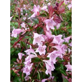 Abelie 'Edward Goucher' o Abélie à fleurs rose (pot 17 cm ø)