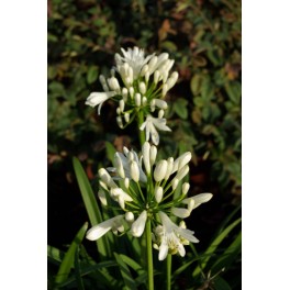 Agapanthus Praecox 'White' de flor blanca