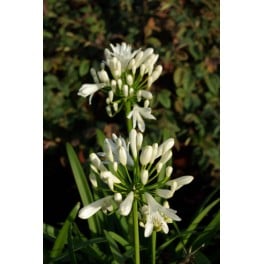 Agapanthus Praecox 'White' de flor branca