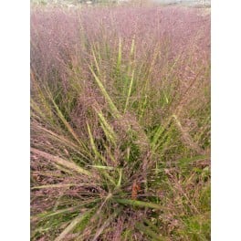 Eragrostis spectabilis (pot 12 cm Ø)