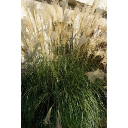 Miscanthus sinensis