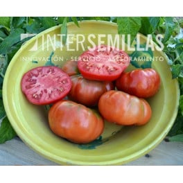 Semilla tomate Genuino F1 (híbrida) (grueso cuello verde) (1.000 semillas)