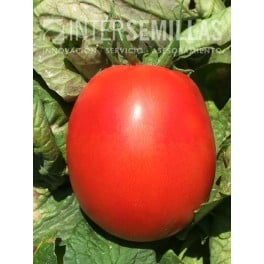 Graine de tomate Genuino F1 (hybride) (Roma grand) (1.000 graines)