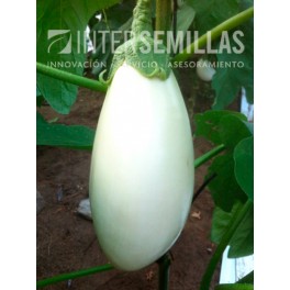 Semilla berenjena Clara F1 (híbrida) (Blanca) (1.000 semillas)