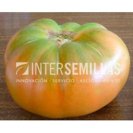 Semilla tomate Tralla F1 (híbrida) (grueso cuello verde) (1.000 semillas)