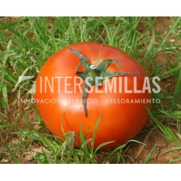 Semente de tomate Vilma F1 (híbrida) (colarinho verde grosso) (1.000 semillas)