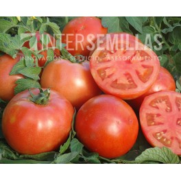 Semilla tomate Zoco F1 (híbrida) (grueso cuello verde) (1.000 semillas)