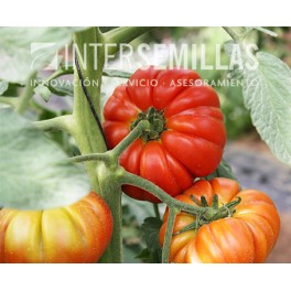 Semilla tomate Allurea F1 (híbrida) (raff) (1.000 semillas)