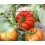 Graine de tomate Allurea F1 (hybride) (raff) (1.000 graines)