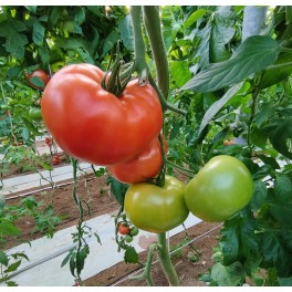 Semente de tomate Almara F1 (híbrida) (beef) (1.000 semillas)