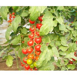 Llovor tomàquet Bingo F1 (híbrida) (cherry) (1.000 llavors)