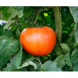 Graine de tomate Carla F1 (hybride) (beef) (1.000 graines)