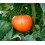 Graine de tomate Carla F1 (hybride) (beef) (1.000 graines)